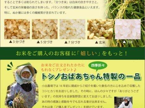 新潟県産　つきあかり  10キロ  無洗米  令和6年産　(tukiakari-10kg-m)