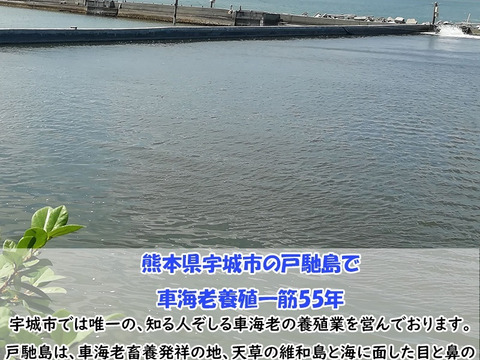 【一級品厳選】熊本県産 特殊冷凍 車海老 250g (9~11尾) 普通サイズ さしみ用【水揚げ即真空パック＆最先端の特殊冷凍で鮮度抜群！】急速冷凍 瞬間冷凍を超える特殊冷凍　のし可