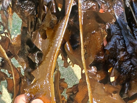 わかめ本来の味と食感を！　風味にこだわり仕上げたわかめ２種セット【刻みわかめ１袋２０ｇ×２袋　カット乾わかめ１袋１５ｇ×１袋】（ネコポス便　わかめうどん　わかめおにぎり　わかめおむすび
