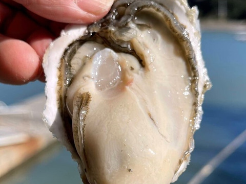 牡蠣好き歓喜の30%増量中！S～Mサイズ 20個入り 1.8Kg 
【生牡蠣】【生食用】三重県産 殻付き 浦村かき(2～4人前）
牡蠣 貝類 海鮮 BBQ バーベキュー 牡蠣パーティ母の日父の日ギフト
