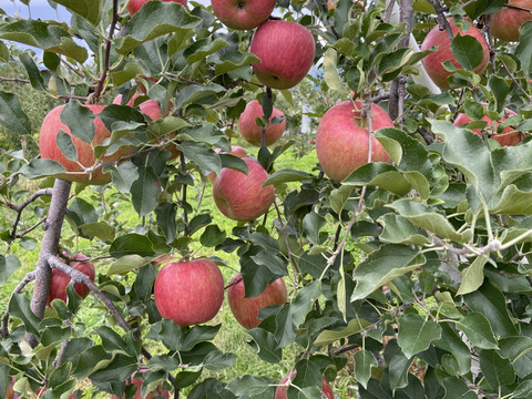 シャキシャキッ！特大❗️ 完熟サンふじ 約10kg 信州りんご
