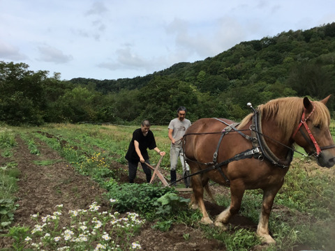 自然栽培・馬耕・馬と育てたじゃがいも　マチルダ　5kg