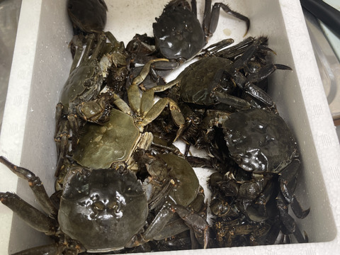 活モクズガニ【海水なしタイプ】 小中サイズ１kg(目安 10-20杯) ツガニ つがに 宮城県松島産  配送地域四国中国九州沖縄の方におススメ  他に大サイズも出品中 もくずがに중화융오게 中华绒螯蟹