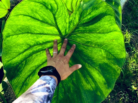【特A】6.0kg♪トロっととろける純白さといも！【五泉里芋】#農カード付き