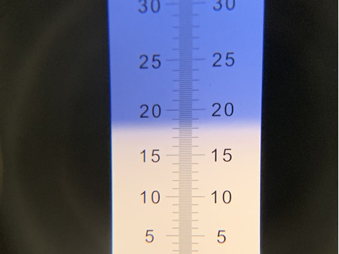 黄金桃 （約3kg）2箱