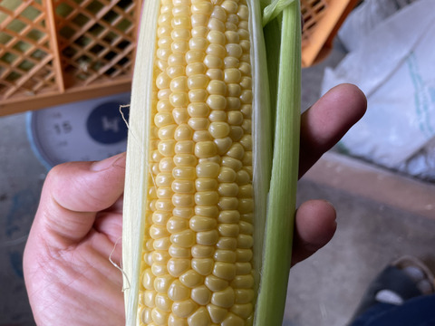 【甘さ自慢】オーガニックとうもろこし　4本セット（1.5kg・サイズ混合）