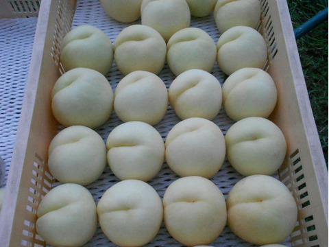 【2025年先行予約】🍑見つけたらラッキー🍑市場に出回らない黄金桃お試し特価キャンペーン～自分ご褒美に確かな糖度レストラン御用達の黄金モモ【先着300名限定】【朝どれ】