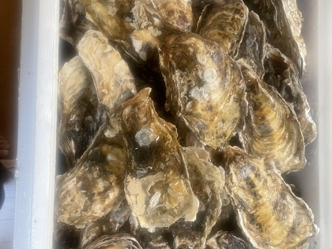 【10％OFF設定中】生食用８ｋｇ 殻付き 牡蠣 （56~130粒）牡蠣 殻付き牡蠣 殻付き牡蛎 牡蛎 かき カキ 松島牡蠣屋 BBQ貝類 オイスター oyster 貝類 貝