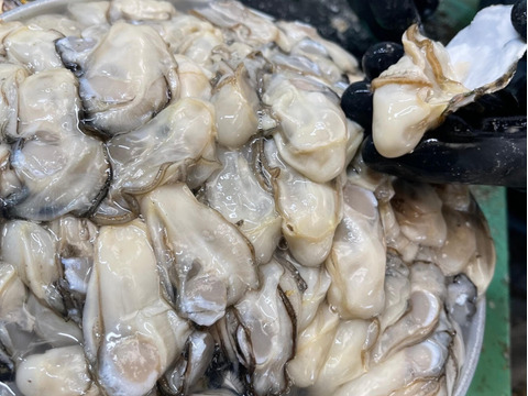 牡蠣好き歓喜の20%増量中！（500g）１袋 【生牡蠣】【生食用】三重県産 浦村かき むき身 牡蠣
生で食べれる衛生的な牡蠣です！ カキフライ
贈り物 お歳暮 熨斗対応  新年会 女子会 母の日父の日