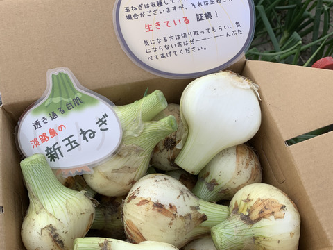 新玉ねぎ3kg🅱️🧅淡路島極熟玉葱　今が旬‼️ 特別栽培農産物　シャーロットオニオン
