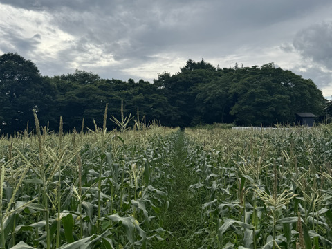 朝採り 白い とうもろこし🌽 長野県 軽井沢 町産高原野菜 雪の妖精 新鮮 とうもろこし 10本 セット
