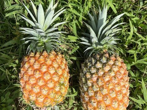 【人生を変えた極上パイナップル！！】完熟ゴールドバレル2玉🍍🍍(2.4kg〜)