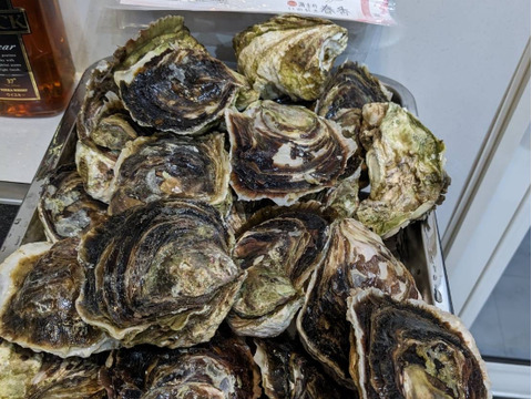 【岩牡蠣】【数量限定！】生食可！不揃いいわがき！Mサイズ（20～25個入）