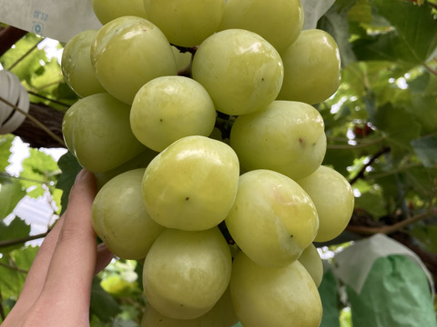 【数量限定】大迫力！シャイン品種の極大粒ぶどう 雄宝1房700g~
