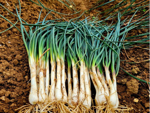 大好評！島らっきょう　500g