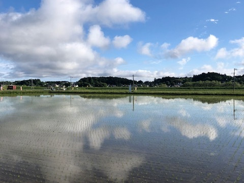 【令和6年新米ひとめぼれ玄米10ｋｇ】岩手県一関市花泉町よりこだわりの、ひとめぼれ。玄米１０キロお届けします！