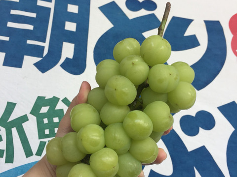 旬のぶどう詰め合わせ　5キロ