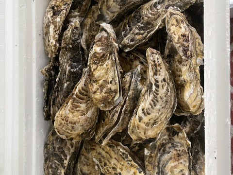 【10％OFF設定中】生食用８ｋｇ 殻付き 牡蠣 （56~130粒）牡蠣 殻付き牡蠣 殻付き牡蛎 牡蛎 かき カキ 松島牡蠣屋 BBQ貝類 オイスター oyster 貝類 貝