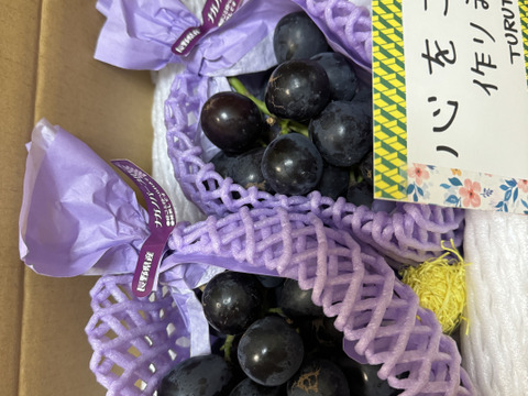 大粒【訳あり】R6年産#種なし＃皮ごと食べれる！
　　【ぶどうナガノパープル 長野産】