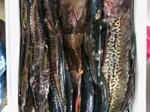 竹コース【知床羅臼直送】　船頭にお任せ！鮮魚ボックス（詰め合わせ) 海鮮セット