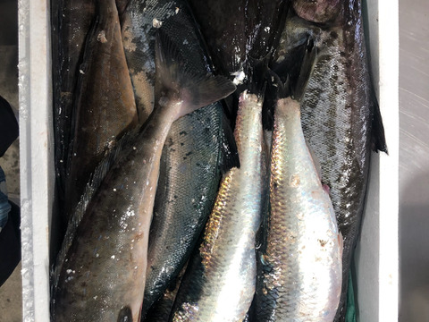 竹コース【知床羅臼直送】　船頭にお任せ！鮮魚ボックス（詰め合わせ) 海鮮セット