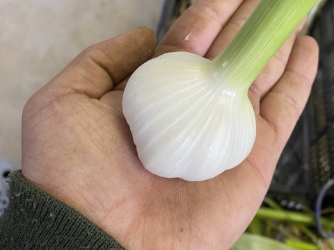 【期間限定】農薬化学肥料不使用！にんにく『ホワイト』（500g）