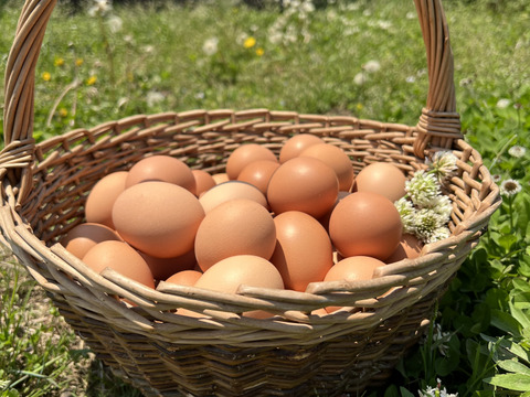 【冷蔵便】幸せ島育ち！✨有機野菜を食べて育った平飼い有精卵　30個　Happy Eggs