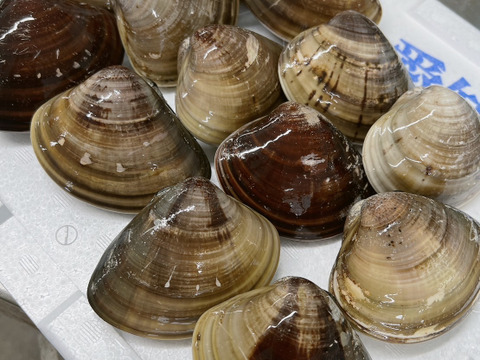 【愛知県三河湾産】手彫り天然はまぐり　活きて届く美味しさ　特大サイズ130〜160g1Kg 
BBQに欠かせない
煮蛤，焼蛤，酒蒸しがオススメ