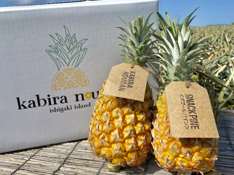 【限定商品】 大人気 2種【食べ比べ】セット 2玉  1.6kg～ ピーチパイン スナックパイン