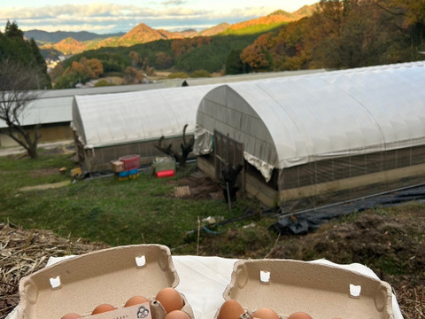 [ご新規様限定]平飼い　生卵20個入り
生卵が食べたくても食べれないご新規様お試し半額❗️〜こってり卵にさようなら〜
