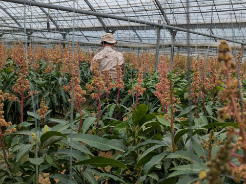 【贈答用】【先行予約】TROPICAL FIELD モリ之ナカ　贈答用　完熟マンゴー約2㎏（4～6玉）果汁たっぷり、甘味と酸味も絶妙でコクのあるマンゴーです。マンゴー好きな方に是非！