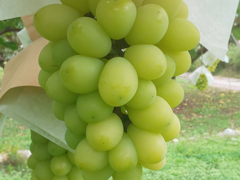 🍇【山梨県笛吹市産】プレミアムシャインマスカット 約2kg🍇 ～芳醇な甘みと爽やかな香り、贅沢なひとときを～