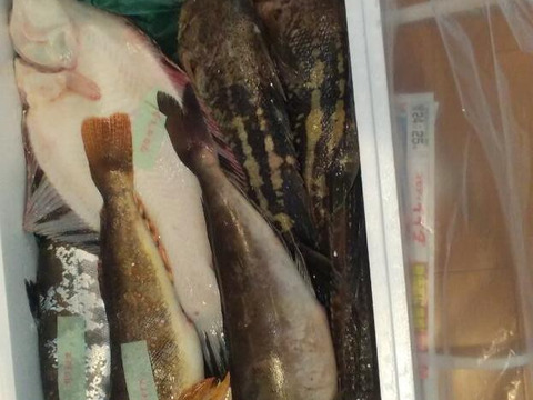 竹コース【知床羅臼直送】　船頭にお任せ！鮮魚ボックス（詰め合わせ) 海鮮セット