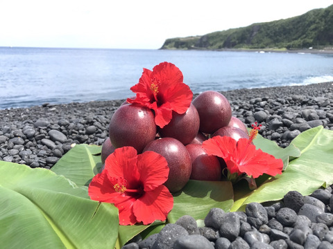 【夏ギフト】特大サイズ！パッションフルーツ【三宅島産】8~10玉 1000g【贈答用】