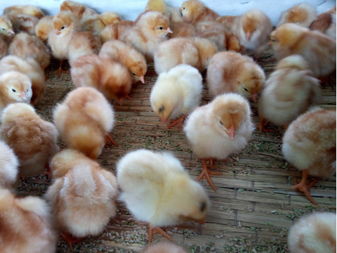 「ほんまの卵」はしあわせ卵　平飼い有精卵20個