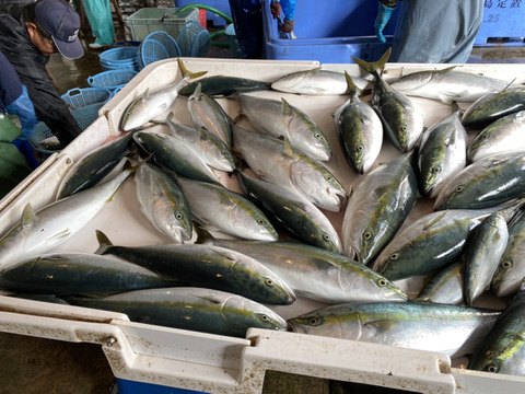 🐟今逃せば1年待ち🐟青物御三家№1ヒラマサやみつき必死の天然『極み』ヒラマサ刺身カットサービス【2025年10月上中旬発送】お試し特価キャンペーン約350g🐟秋ギフト🐟