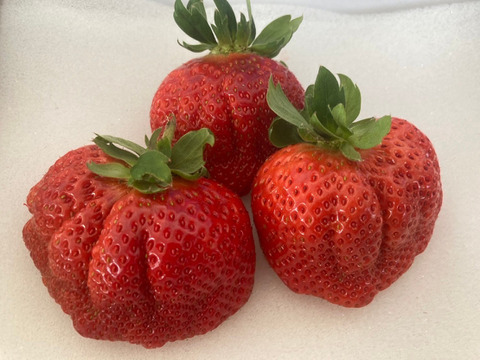 【冬ギフト】🍓日テレDayDay出演話題沸騰🍓【次世代イチゴの革命児】市場に一切出回ることのない糖度と旨味を緻密に凝縮したマッスルベリー『2025年1月上旬ごろ』発送開始
