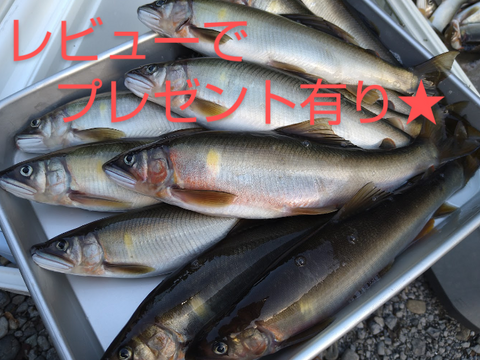 プレゼント有り！天然鮎！20cm以上！1kg全国利き鮎会準グランプリ！海部川産−60℃急速凍結