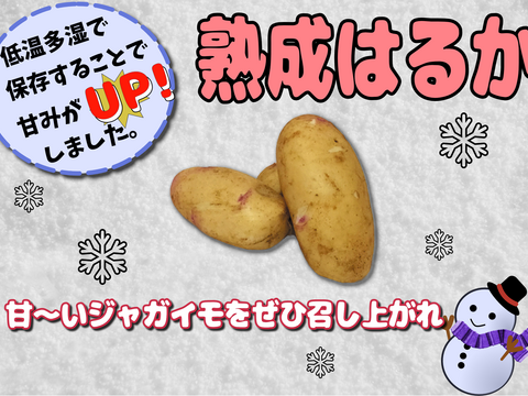 【甘いよ！】熟成ジャガイモ「はるか」　Ⅼサイズ5㎏