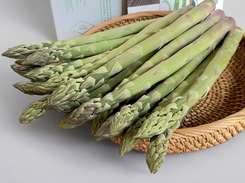 【春芽】【北海道 上富良野産】太さと旨味にこだわりのアスパラガス2Lサイズ500g