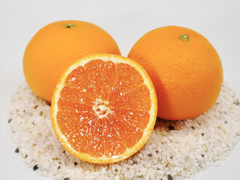 【食べるジュース？！】清見タンゴール2kg ※3月上旬頃発送開始