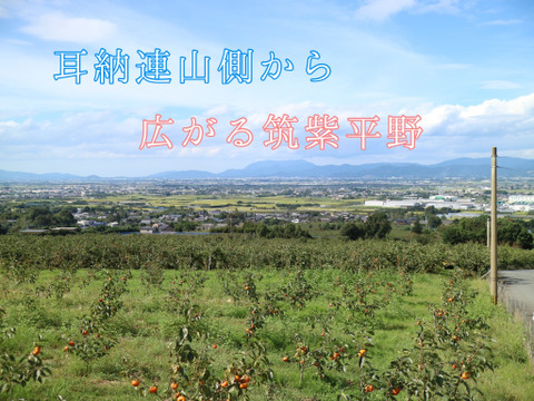 【ご家庭用（『小玉！』・少々キズあり）】冷蔵柿（富有柿）15個前後入り　福岡県久留米市田主丸町産