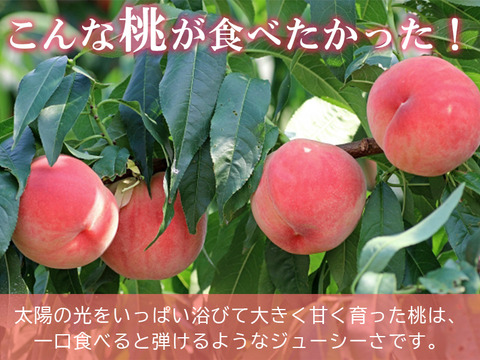 【予約販売！🍑山梨白桃】約２キロ！特大～大サイズ５～７個！一度食べたら忘れられない  その時期一番おいしい品種をお届け【品種おまかせ】