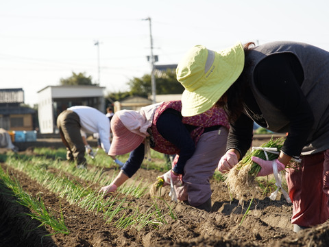 この時期にしか食べられない♪淡路島新玉ねぎ「とろ甘・早生種」５kg
