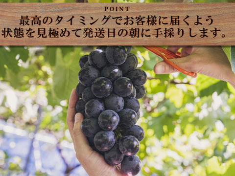 クール便指定【予約販売！💜朝採れ山梨種無し巨峰】３キロ５～６房！一度食べたら忘れられない果汁が弾ける巨峰 【生産量日本一の山梨県産】