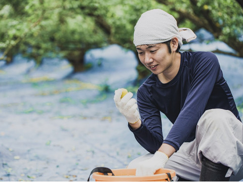 飲むお酢に！ドレッシングに！完熟南高梅がふわぁ〜っと香る【無添加調味料】白・赤500ml×2