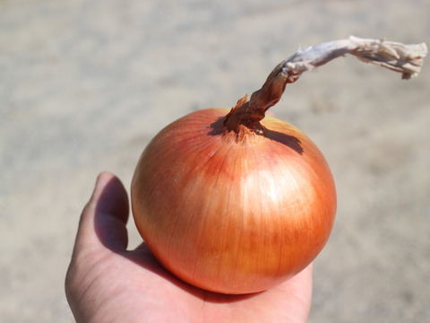 【Ｍ-Lサイズ２ｋｇ】煮炊きでとろ甘♪　淡路島産とろ甘玉ねぎ