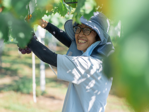 【朝どれ】予約特別価格！岡山県産ピオーネ2房、種なし・大粒！産地直送で甘さたっぷりの美味しいぶどうをお届け