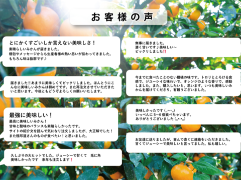 【果汁たっぷり】玉宝伊予柑（５㎏）※ご家庭用