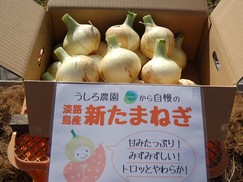 淡路島　新玉ねぎ！みずみずしく、柔らか～い！20ｋｇ【ひょうご安心ブランド認証】特別栽培　早生　中玉（M〜L）サイズ